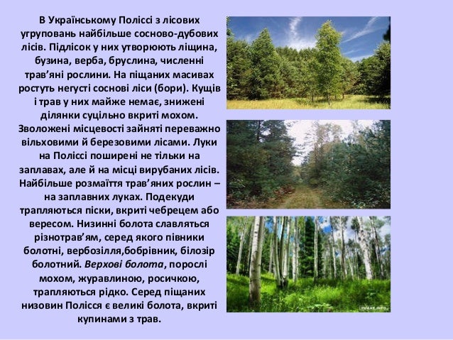 мішані та широколисті ліси