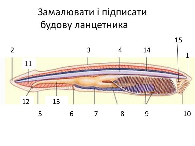 Ланцетник моллюск