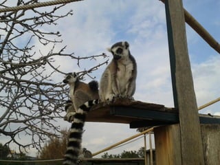 επίσκεψη στο Αττικό Ζωολογικό Πάρκο