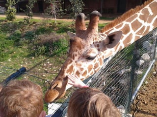 επίσκεψη στο Αττικό Ζωολογικό Πάρκο