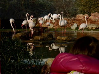 επίσκεψη στο Αττικό Ζωολογικό Πάρκο
