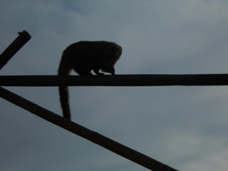 επίσκεψη στο Αττικό Ζωολογικό Πάρκο