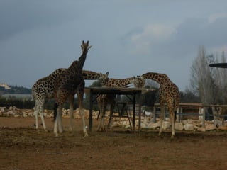 επίσκεψη στο Αττικό Ζωολογικό Πάρκο
