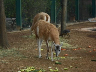επίσκεψη στο Αττικό Ζωολογικό Πάρκο