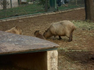 επίσκεψη στο Αττικό Ζωολογικό Πάρκο