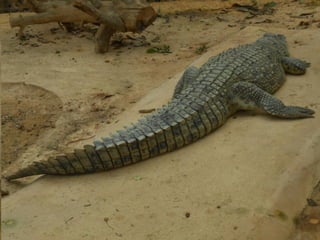επίσκεψη στο Αττικό Ζωολογικό Πάρκο