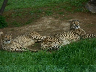 επίσκεψη στο Αττικό Ζωολογικό Πάρκο