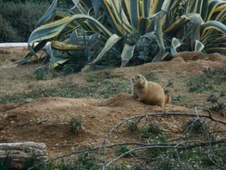 επίσκεψη στο Αττικό Ζωολογικό Πάρκο