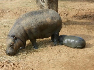 επίσκεψη στο Αττικό Ζωολογικό Πάρκο