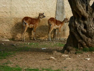 επίσκεψη στο Αττικό Ζωολογικό Πάρκο