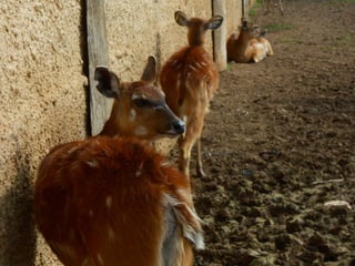 επίσκεψη στο Αττικό Ζωολογικό Πάρκο