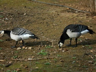 επίσκεψη στο Αττικό Ζωολογικό Πάρκο
