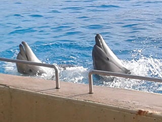επίσκεψη στο Αττικό Ζωολογικό Πάρκο