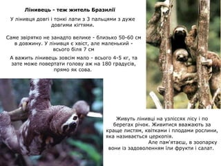 Лінивець - теж житель Бразилії
У лінивця довгі і тонкі лапи з 3 пальцями з дуже
довгими кігтями.
Саме звірятко не занадто велике - близько 50-60 см
в довжину. У лінивця є хвіст, але маленький всього біля 7 см
А важить лінивець зовсім мало - всього 4-5 кг, та
зате може повертати голову аж на 180 градусів,
прямо як сова.

Живуть лінивці на узліссях лісу і по
берегах річок. Живитися вважають за
краще листям, квітками і плодами рослини,
яка називається церкопія.
Але пам'ятаєш, в зоопарку
вони із задоволенням їли фрукти і салат.

 