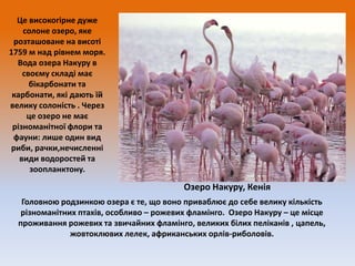 Це високогірне дуже
солоне озеро, яке
розташоване на висоті
1759 м над рівнем моря.
Вода озера Накуру в
своєму складі має
бікарбонати та
карбонати, які дають їй
велику солоність . Через
це озеро не має
різноманітної флори та
фауни: лише один вид
риби, рачки,нечисленні
види водоростей та
зоопланктону.

Озеро Накуру, Кенія
Головною родзинкою озера є те, що воно приваблює до себе велику кількість
різноманітних птахів, особливо – рожевих фламінго. Озеро Накуру – це місце
проживання рожевих та звичайних фламінго, великих білих пеліканів , цапель,
жовтоклювих лелек, африканських орлів-риболовів.

 