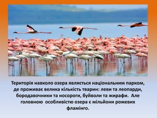 Територія навколо озера являється національним парком,
де проживає велика кількість тварин: леви та леопарди,
бородавочники та носороги, буйволи та жирафи. Але
головною особливістю озера є мільйони рожевих
фламінго.

 