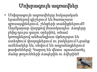 Մոխրագույն ագռավներ
• Մոխրագույն ագռավները հսկայական
երամներով գիշերում են ծառաշատ
զբոսայգիներում, շենքերի տանիքներում։
Աղմկարար վարքով (հատկապես՝ ձագերը
բնից դուրս գալու օրերին), տհաճ
կռռոցներով անհանգիստ մթնոլորտ են
ստեղծում փողոցներում ու բակերում։Նրանք
ամենակեր են, սնվում են աղբանոցներում
թափոններվ: Կարող են վնաս պատճառել
մանր թռչունների ձագերին ու ձվերին։

 
