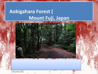 Aokigahara Forest (
Mount Fuji, Japan

 