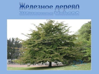 познание мира ф и ф