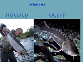 познание мира ф и ф