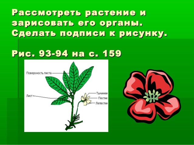 Строение органов цветкового растения. Функции вегетативных органов растений. Органы цветковых растений стебель. На каком органе цветкового растения расположены листья. На каком органе цветкового растения расположены листья.