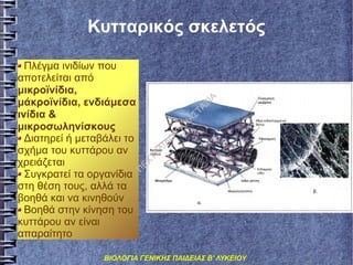 ΤΑ
Σ
ΑΣ
ΑΝ
ΤΕ
ΛΙ
ΔΟ
Υ

Π

ΕΧ

Πλέγμα ινιδίων που
αποτελείται από
μικροϊνίδια,
μάκροϊνίδια, ενδιάμεσα
ινίδια &
μικροσωληνίσκους
Διατηρεί ή μεταβάλει το
σχήμα του κυττάρου αν
χρειάζεται
Συγκρατεί τα οργανίδια
στη θέση τους, αλλά τα
βοηθά και να κινηθούν
Βοηθά στην κίνηση του
κυττάρου αν είναι
απαραίτητο

ΙΑ

Κυτταρικός σκελετός

ΒΙΟΛΟΓΙΑ ΓΕΝΙΚΗΣ ΠΑΙΔΕΙΑΣ Β' ΛΥΚΕΙΟΥ

 