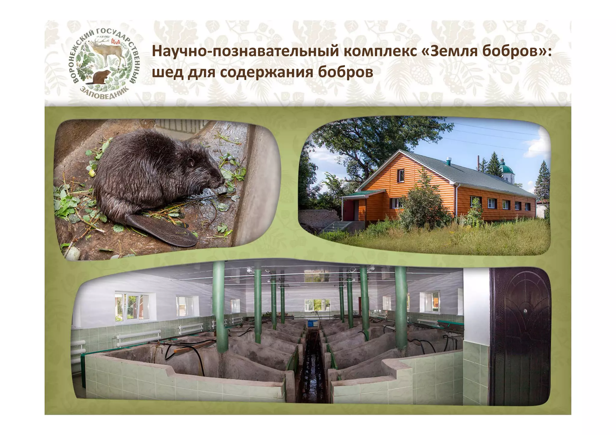 Научно-познавательный комплекс «Земля бобров»:
шед для содержания бобров

 
