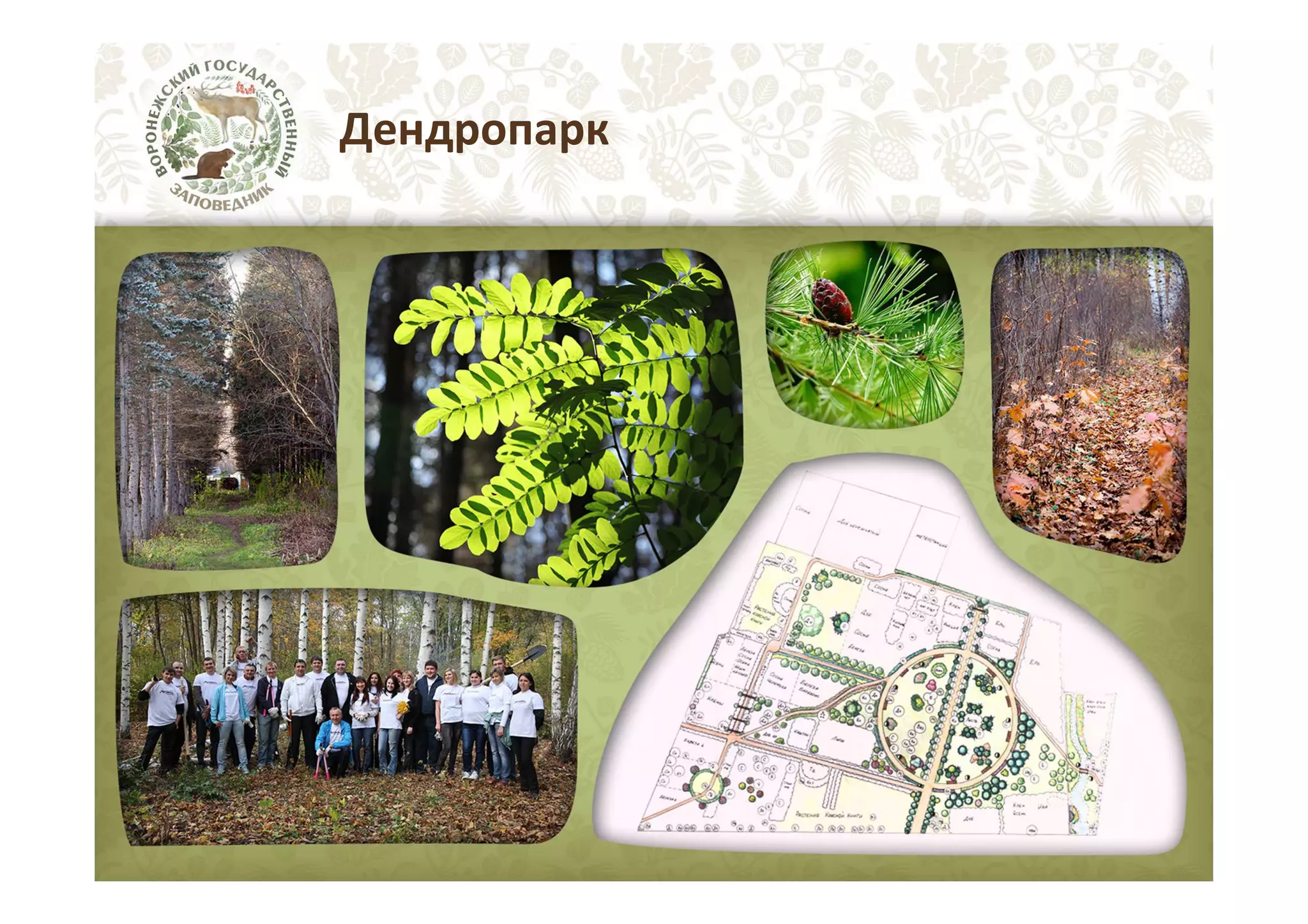 Дендропарк

 