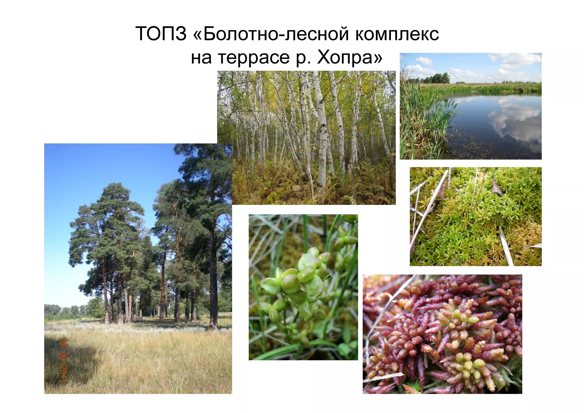 ТОПЗ «Болотно-лесной комплекс
на террасе р. Хопра»
 