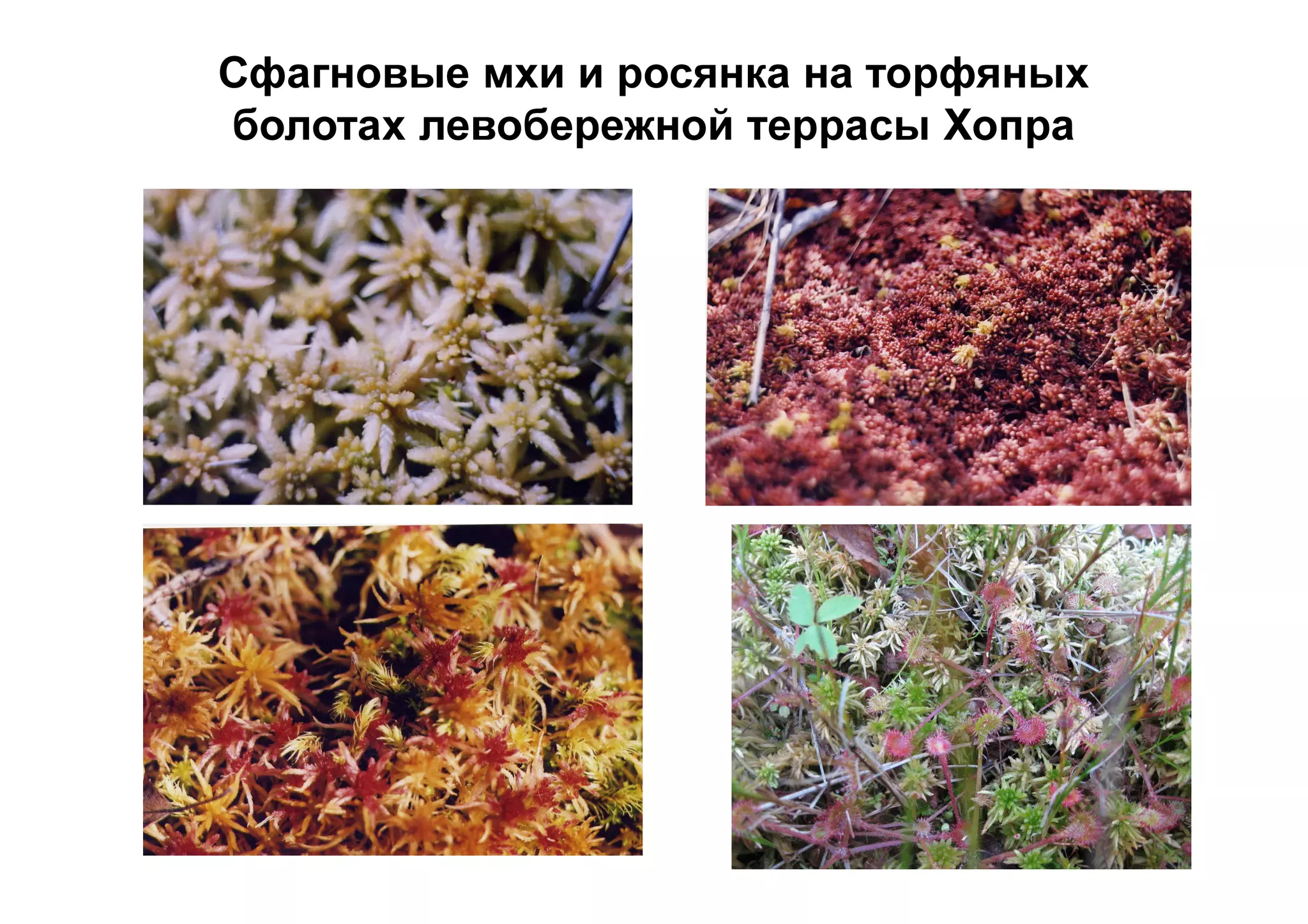 Сфагновые мхи и росянка на торфяных
болотах левобережной террасы Хопра
 
