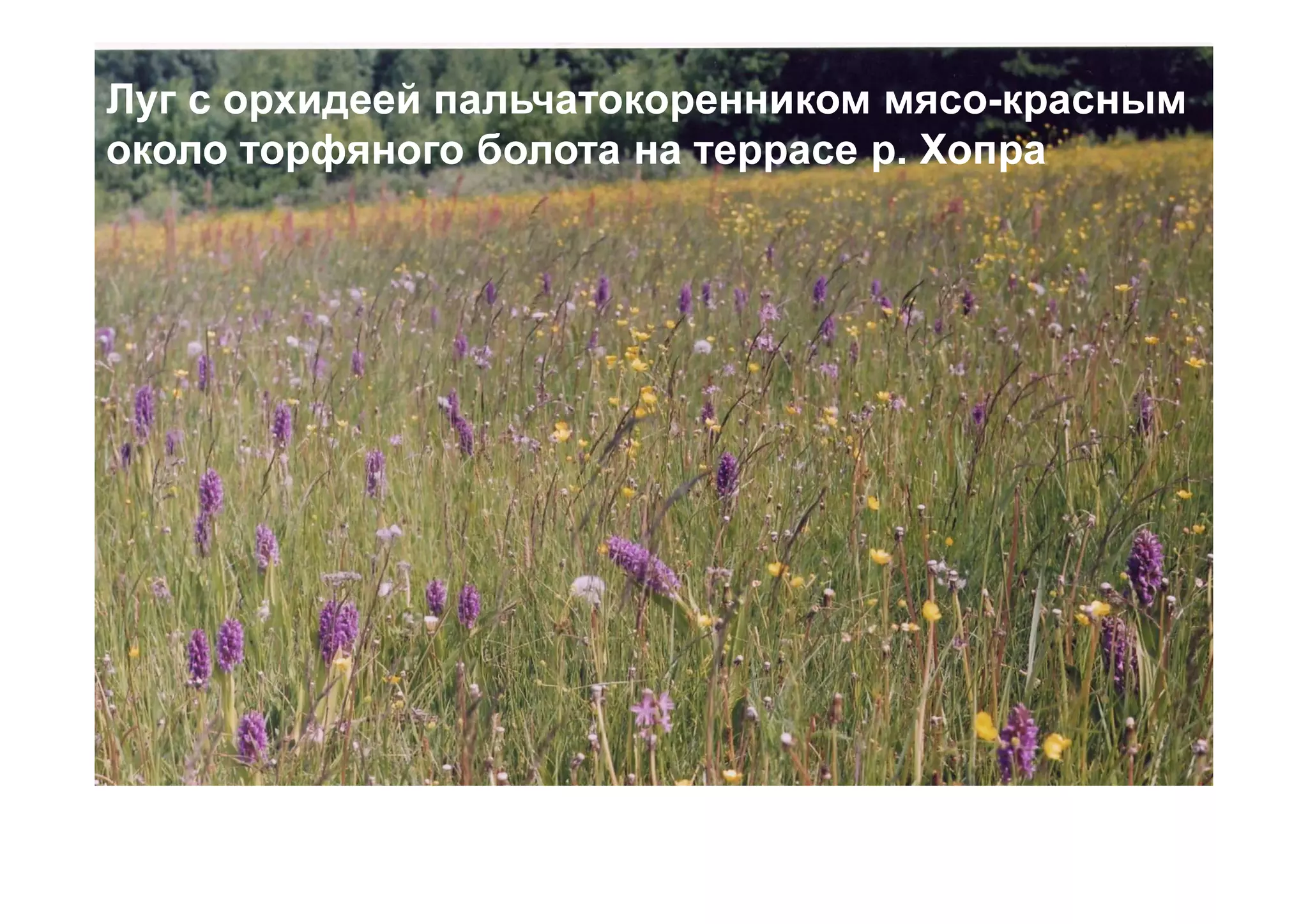 Луг с орхидеей пальчатокоренником мясо-красным
около торфяного болота на террасе р. Хопра
 