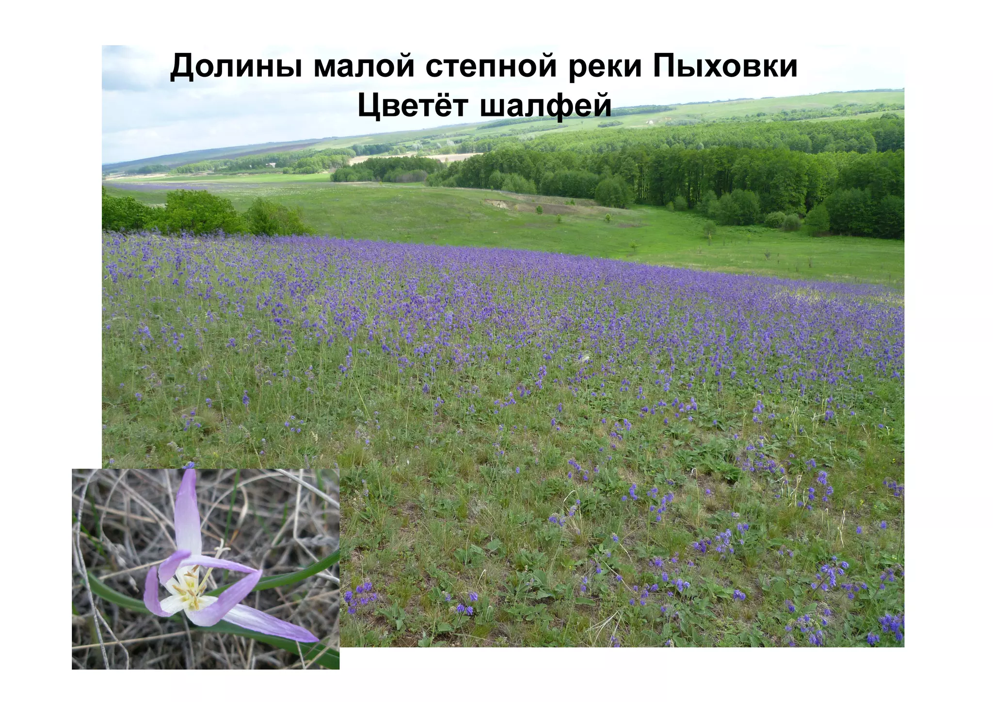 Долины малой степной реки Пыховки
Цветёт шалфей
 