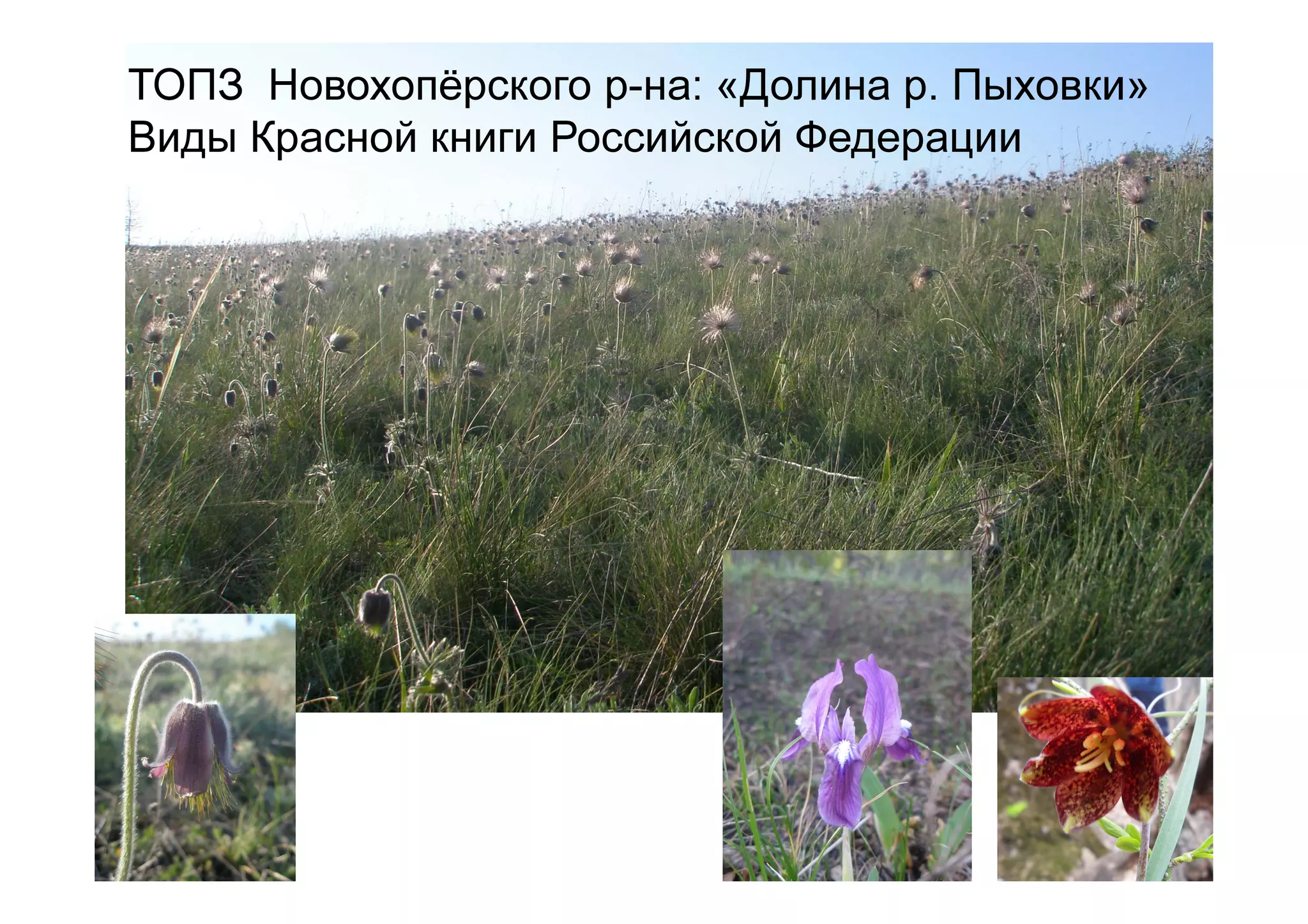 ТОПЗ Новохопёрского р-на: «Долина р. Пыховки»
Виды Красной книги Российской Федерации
 