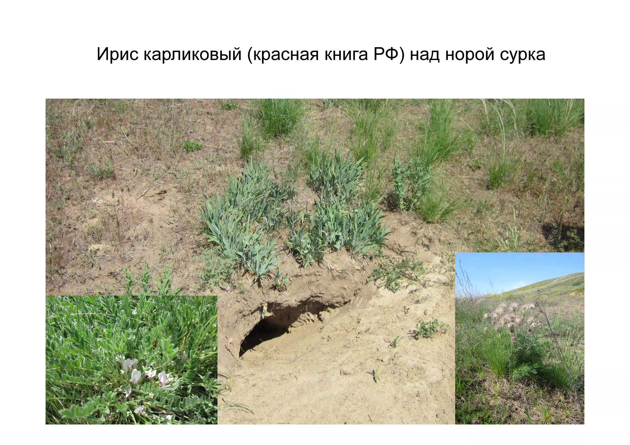 Ирис карликовый (красная книга РФ) над норой сурка
 