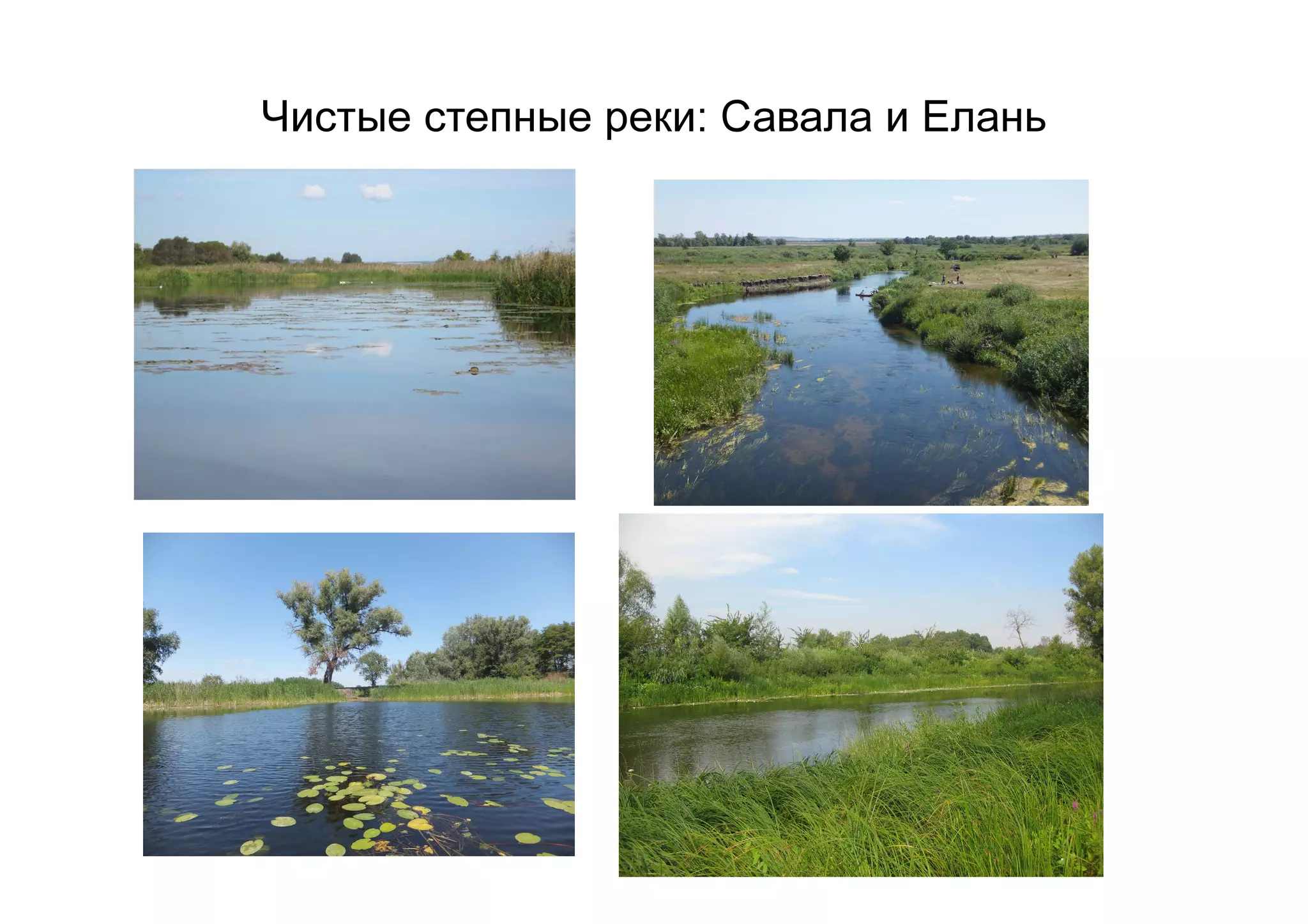 Чистые степные реки: Савала и Елань
 