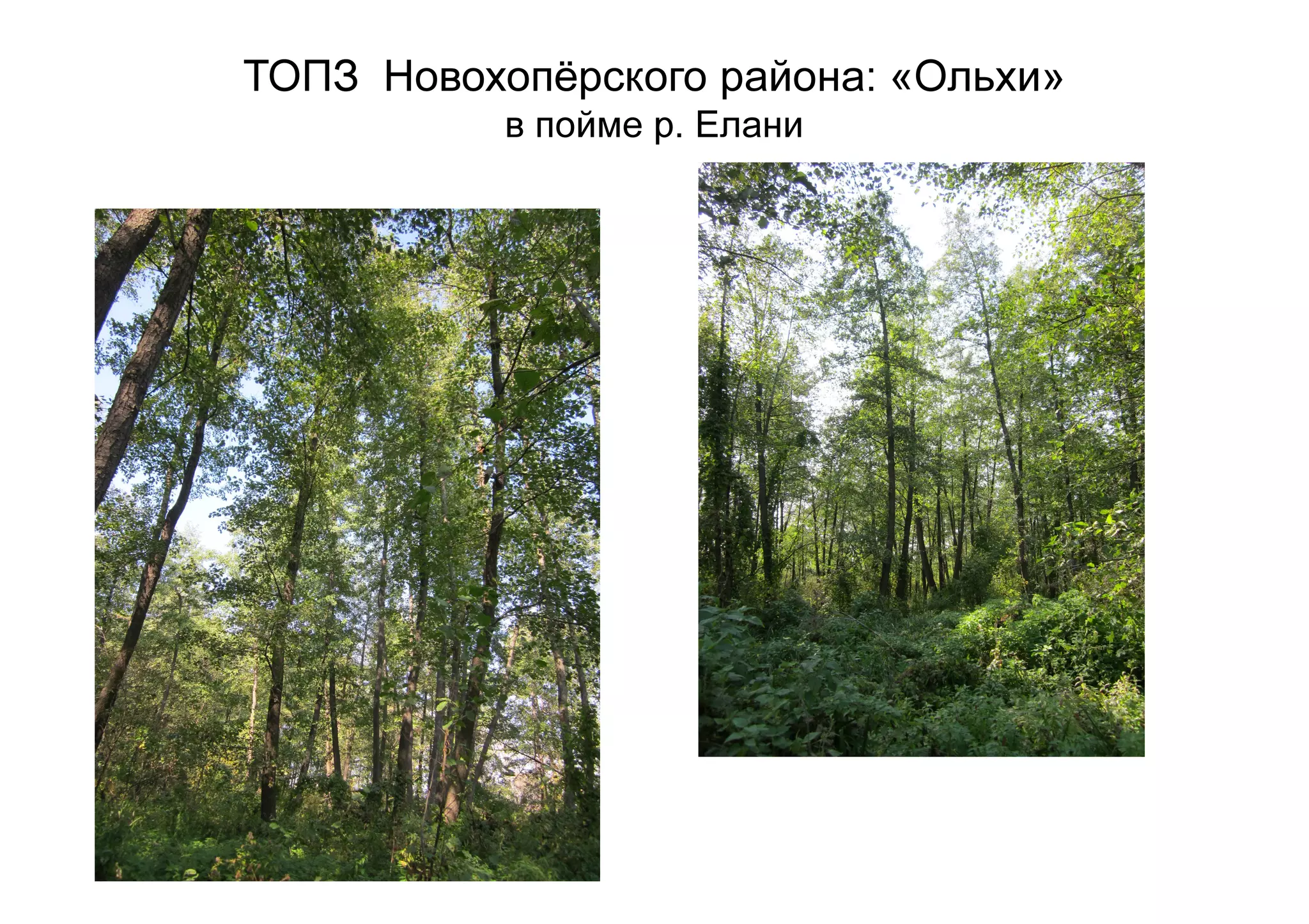 ТОПЗ Новохопёрского района: «Ольхи»
в пойме р. Елани
 