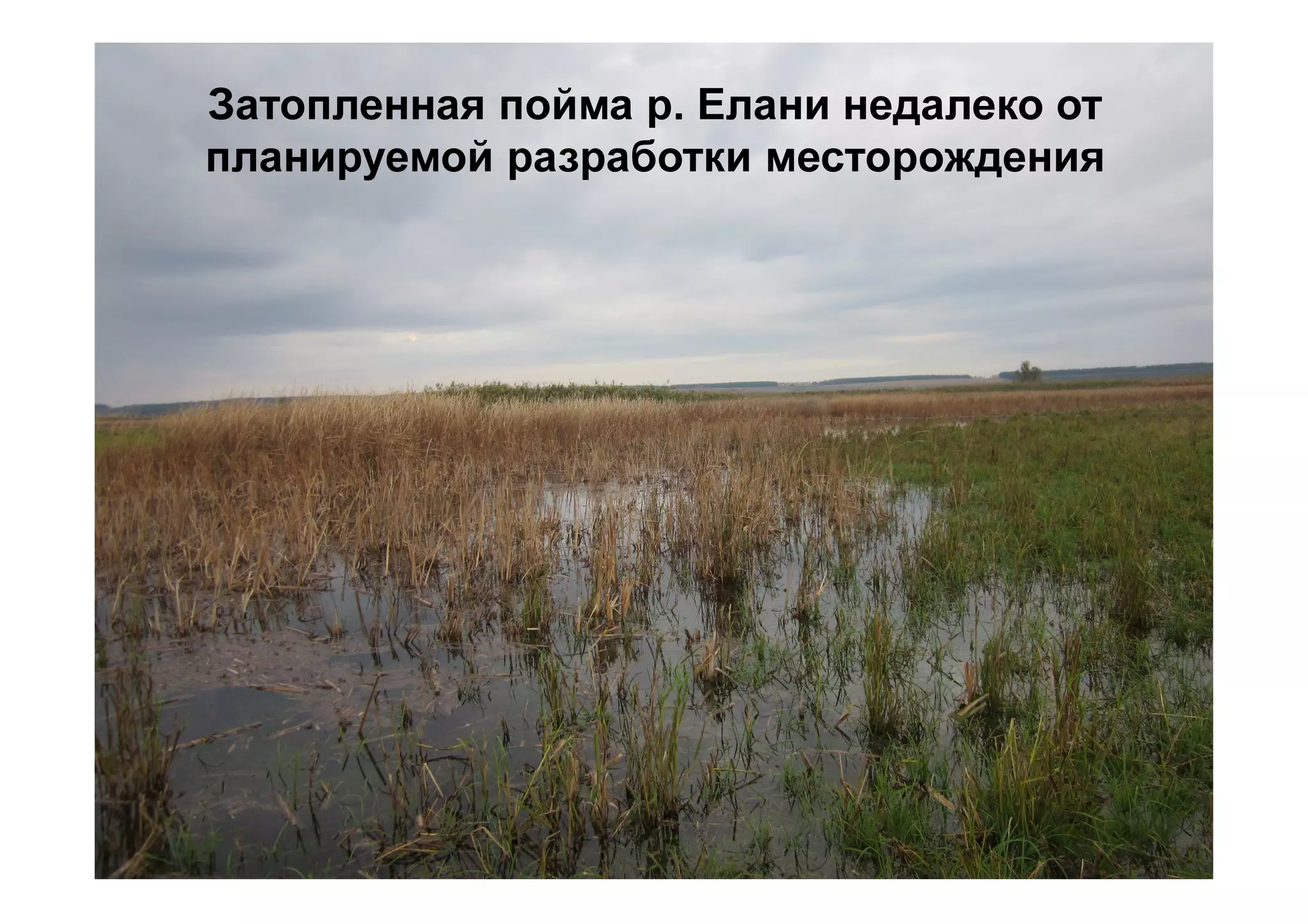 Затопленная пойма р. Елани недалеко от
планируемой разработки месторождения
 