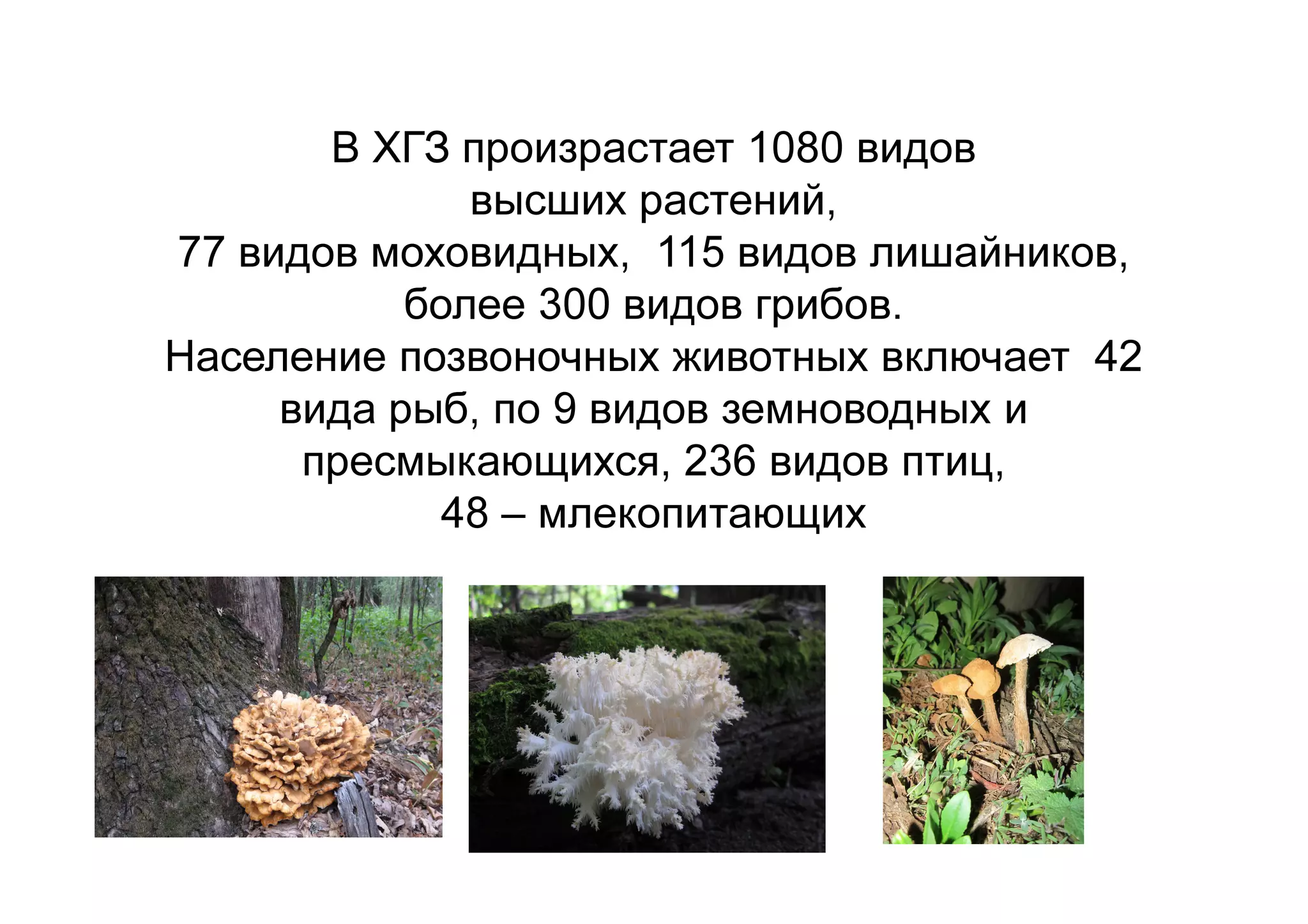 В ХГЗ произрастает 1080 видов
высших растений,
77 видов моховидных, 115 видов лишайников,
более 300 видов грибов.
Население позвоночных животных включает 42
вида рыб, по 9 видов земноводных и
пресмыкающихся, 236 видов птиц,
48 – млекопитающих
 