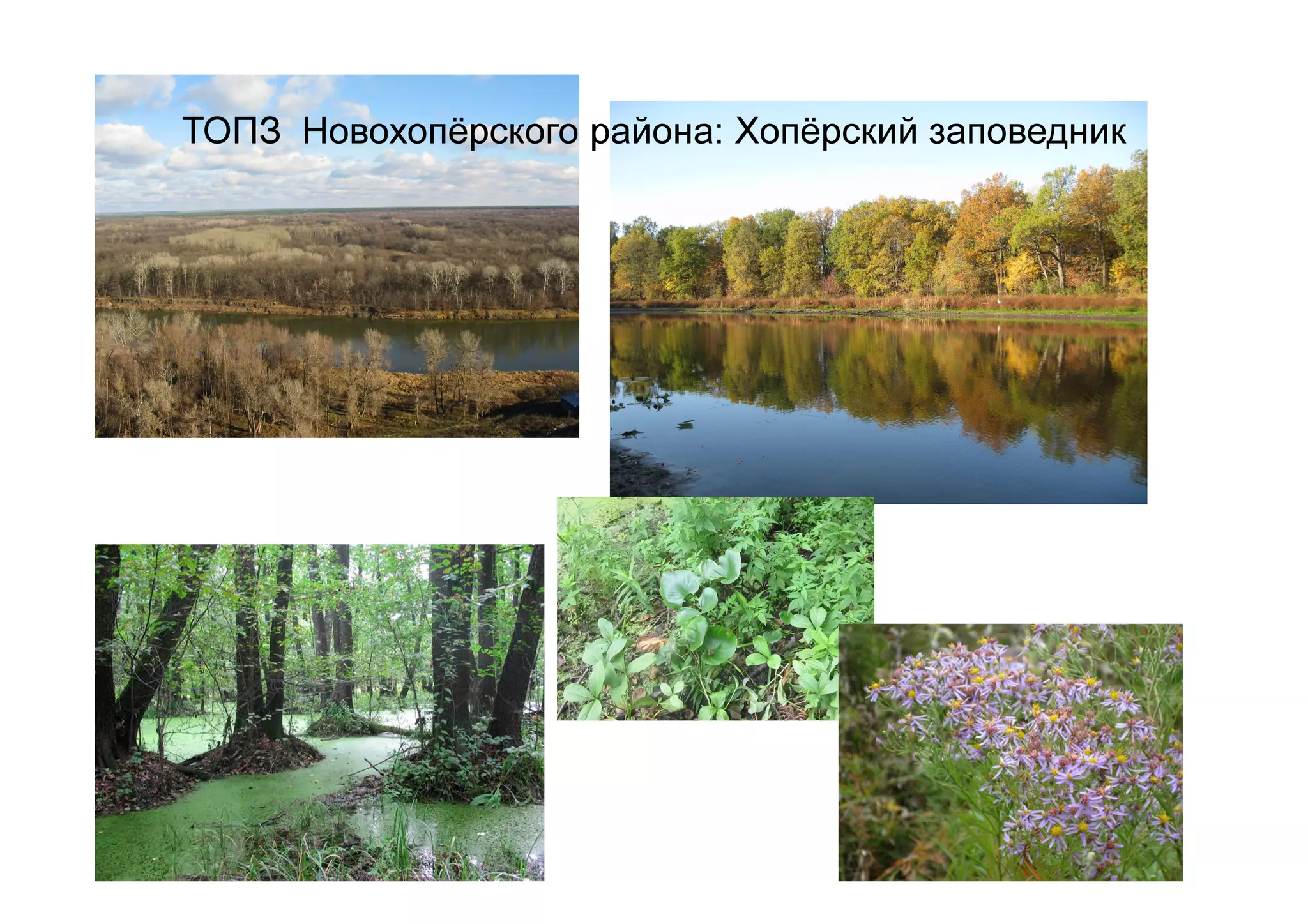 ТОПЗ Новохопёрского района: Хопёрский заповедник
 