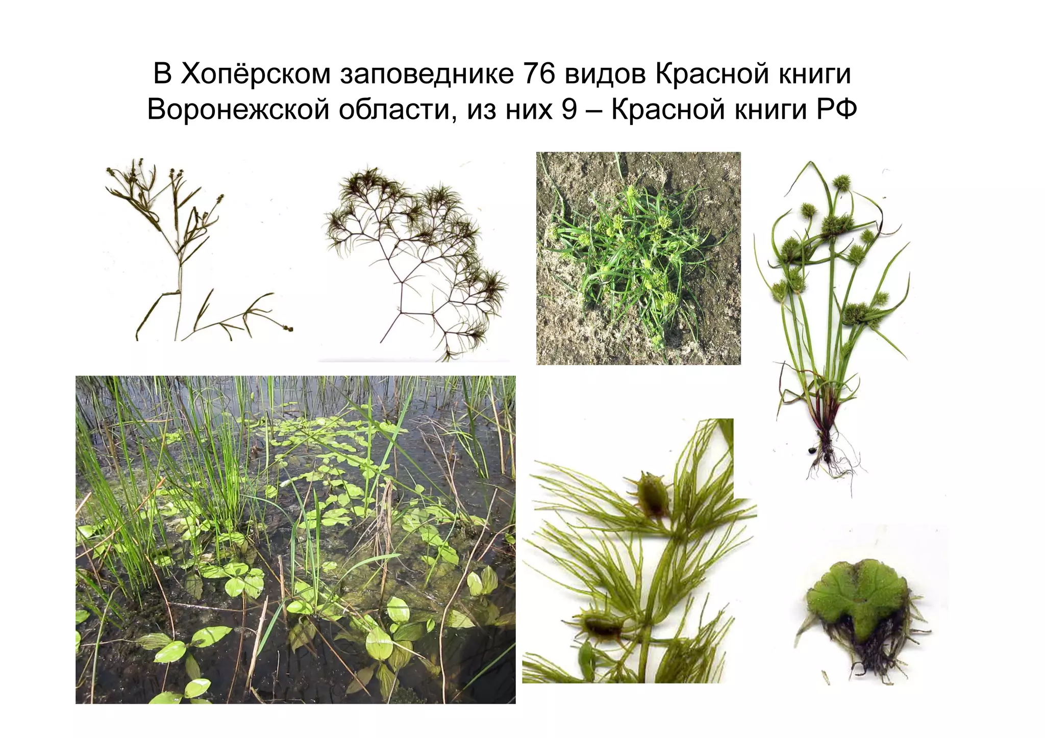 В Хопёрском заповеднике 76 видов Красной книги
Воронежской области, из них 9 – Красной книги РФ
 