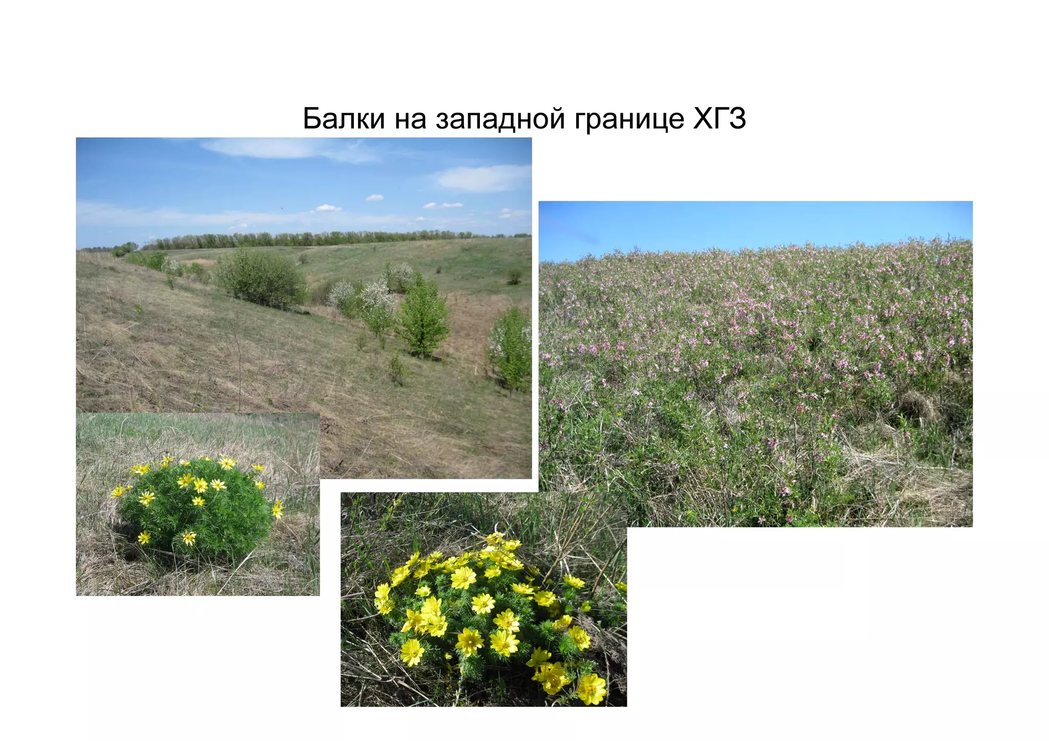 Балки на западной границе ХГЗ
 