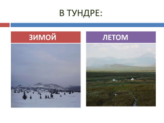 В ТУНДРЕ:
ЗИМОЙ ЛЕТОМ
 