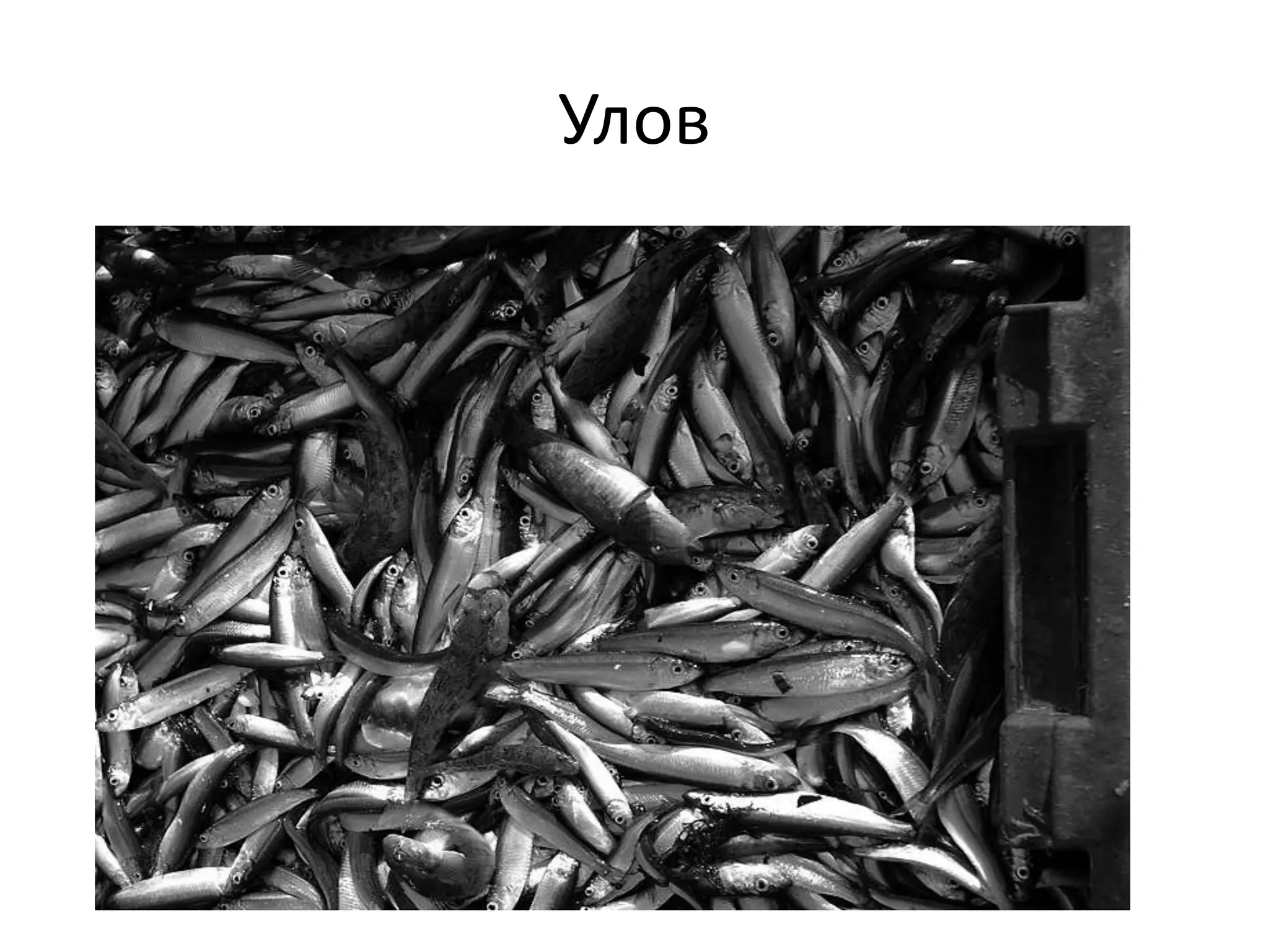 Улов

 