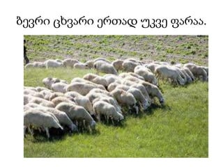 ბევრი ცხვარი ერთად უკვე ფარაა.

 
