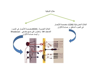 ’

”
†
•
–
Rhodesian — „ ˜
–

RODS •
™ …
…•

’
•š

–

•CONS
… ƒ

†

’
•

 