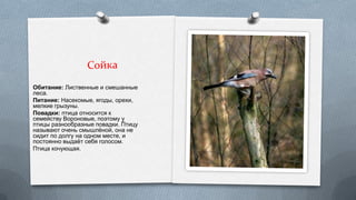 Обитание: Лиственные и смешанные
леса.
Питание: Насекомые, ягоды, орехи,
мелкие грызуны.
Повадки: птица относится к
семейству Вороновые, поэтому у
птицы разнообразные повадки. Птицу
называют очень смышлѐной, она не
сидит по долгу на одном месте, и
постоянно выдаѐт себя голосом.
Птица кочующая.

 