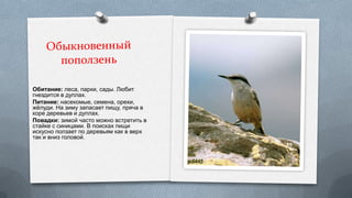 Обитание: леса, парки, сады. Любит
гнездится в дуплах.
Питание: насекомые, семена, орехи,
жѐлуди. На зиму запасает пищу, пряча в
коре деревьев и дуплах.
Повадки: зимой часто можно встретить в
стайке с синицами. В поисках пищи
искусно ползает по деревьям как в верх
так и вниз головой.

 