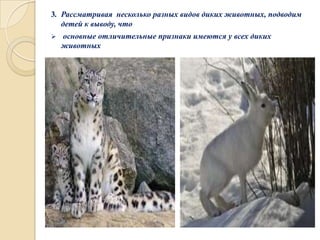 3. Рассматривая несколько разных видов диких животных, подводим
детей к выводу, что


основные отличительные признаки имеются у всех диких
животных

 