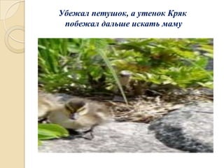 Убежал петушок, а утенок Кряк
побежал дальше искать маму

 