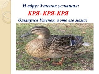 И вдруг Утенок услышал:

КРЯ- КРЯ-КРЯ
Оглянулся Утенок, а это его мама!

 